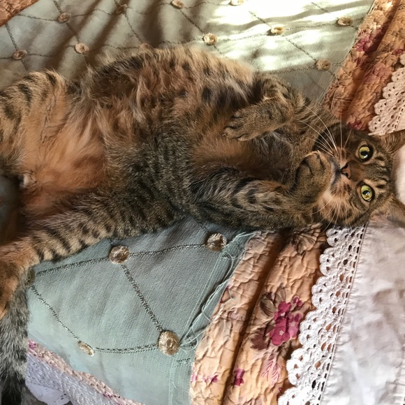 Meet your Posher, Denise - Picture 4 of 5